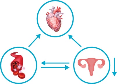 Diagram showing the relationships between the heart, reproductive system, and vein health.